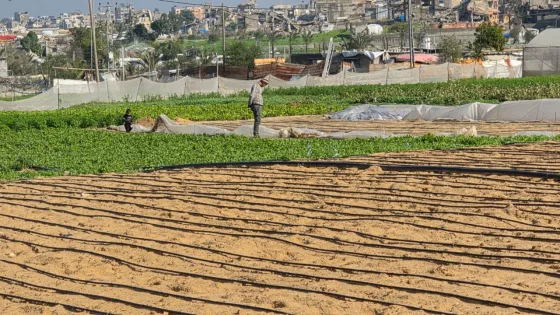 رغم الحرب.. مزارعو غزة يعيدون الحياة لأراضيهم