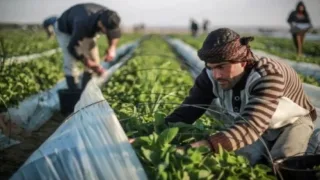 اتحاد المزارعين يتوقع انفراج أزمة أسعار الخضروات قريباً