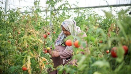 وزارة العمل: 57 ألف امرأة معيلة لأسرهن في غزة