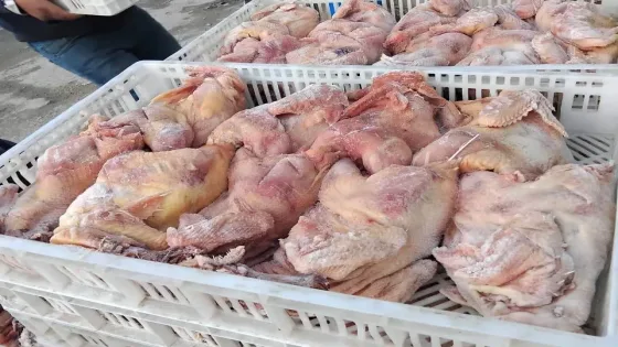 مباحث “تموين خانيونس” تضبط وتُعدم 20 طنًا من الدواجن المجمدة الفاسدة