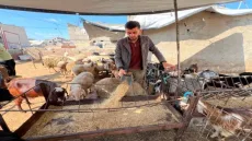 أزمة الأضاحي تتفاقم في غزة.. أسعار المواشي تتجاوز 5 آلاف دولار وتحرم آلاف الأسر من الشراء