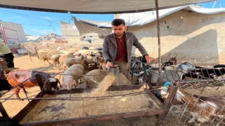 أزمة الأضاحي تتفاقم في غزة.. أسعار المواشي تتجاوز 5 آلاف دولار وتحرم آلاف الأسر من الشراء